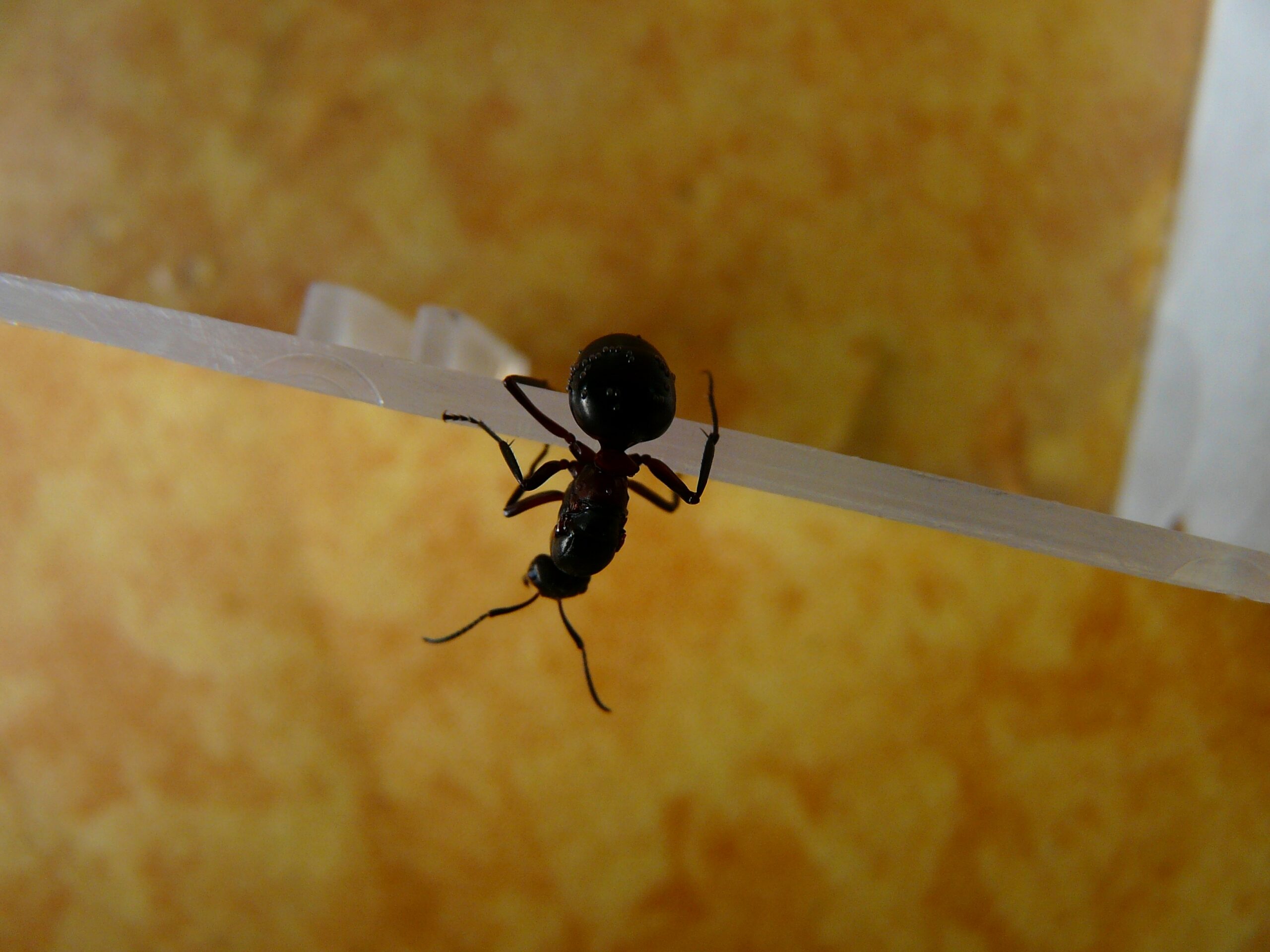 red-ant-on-wall