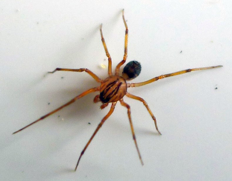 Image of large spider