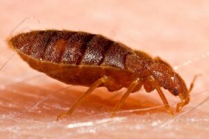 a-type-of-bed-bug