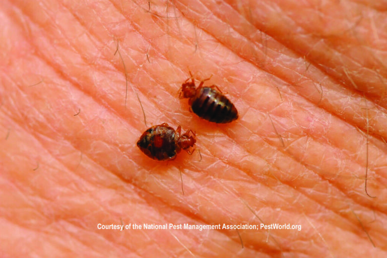 what-bed-bugs-look-like