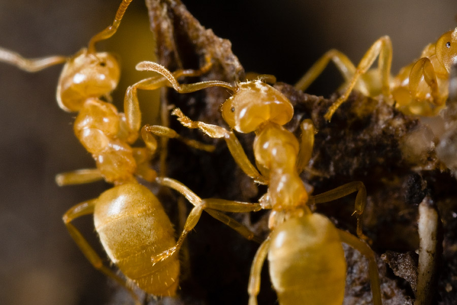 yellow-crazy-ants