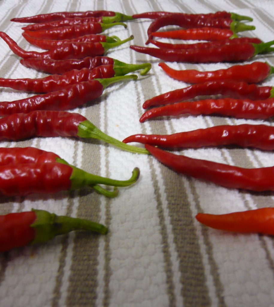Cayenne-Pepper-lined-up-on-a-table