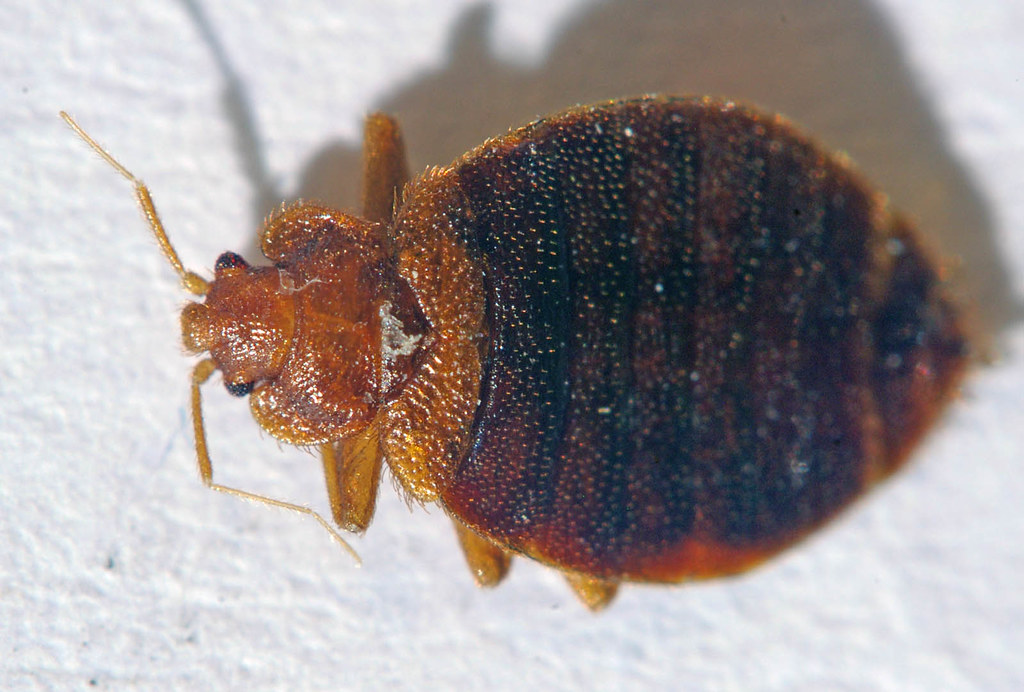 bed-bug-title