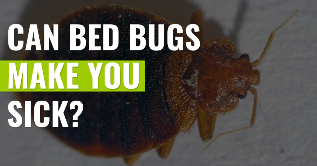 can-bed-bugs-make-you-sick