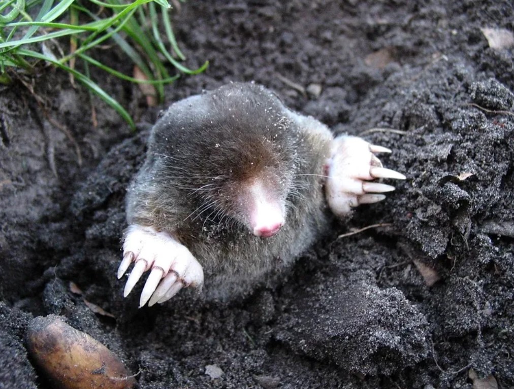 Picture of a mole coming to ground