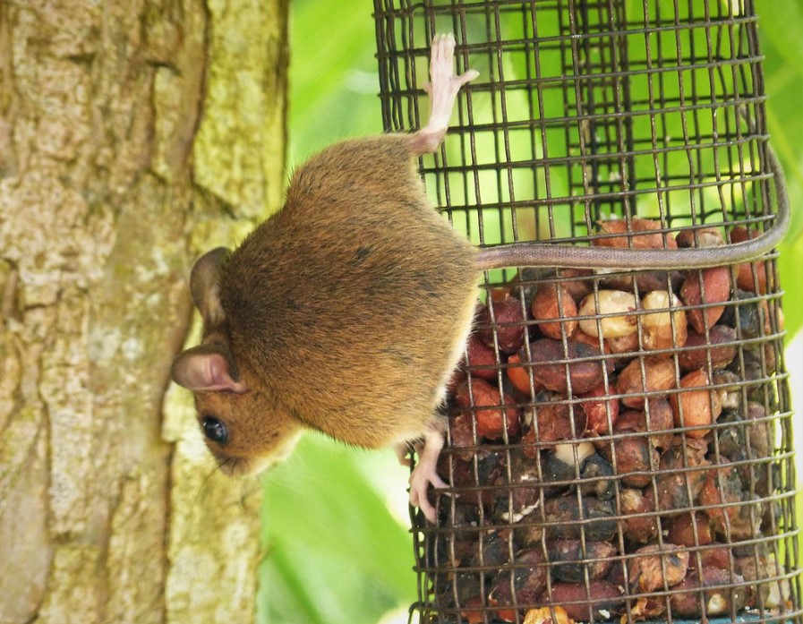 mouse on a bird feeder