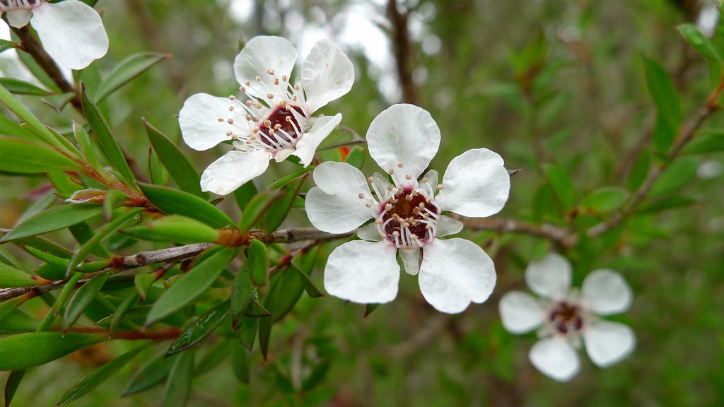 tea-tree-flower
