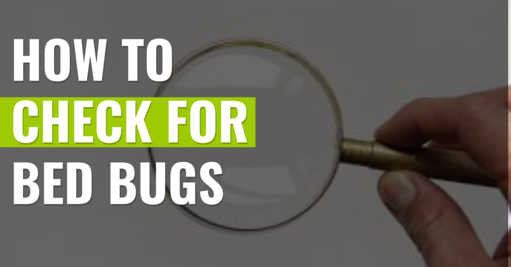 How-to-check-for-bed-bugs
