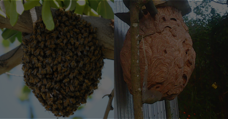 beehive-on-the-left-wasp-hive-on-the-right