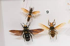 picture-of-a-bee-with-two-wasps