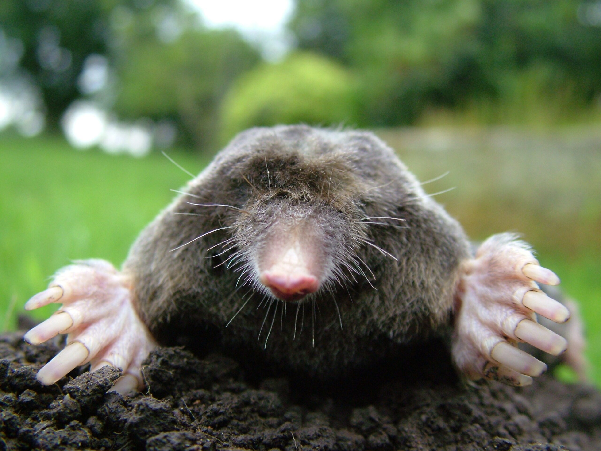 Close-up-of-mole