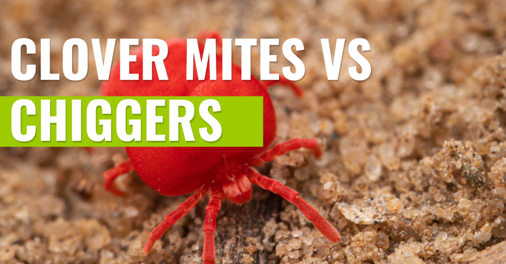 Clover mites vs chiggers title image