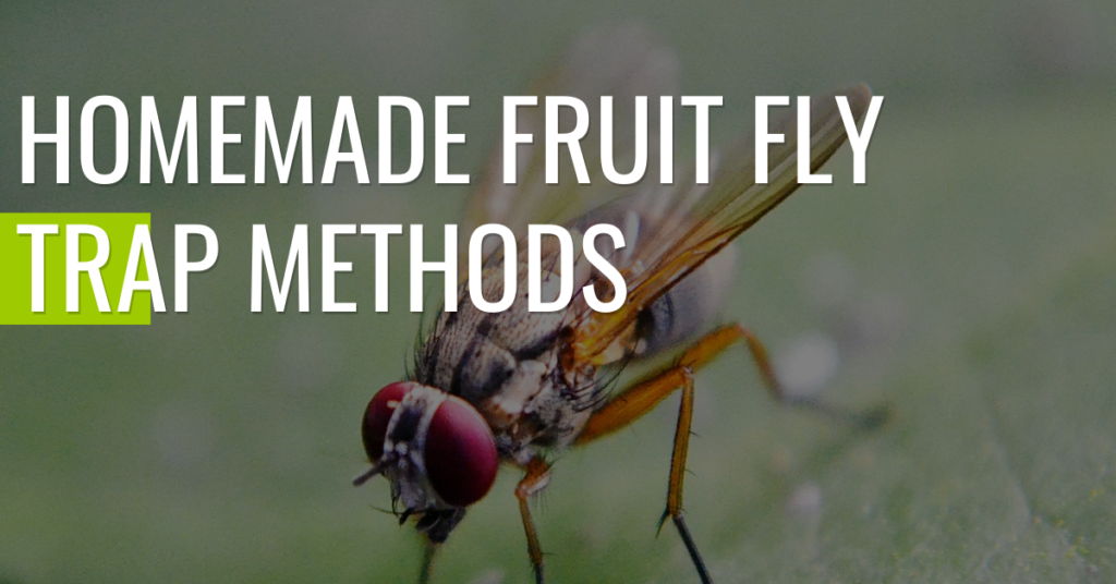 Fruit Fly Trap Methods Header
