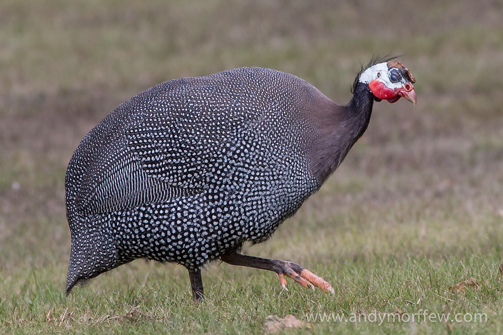 Guinea-Fowl-looking-for-food