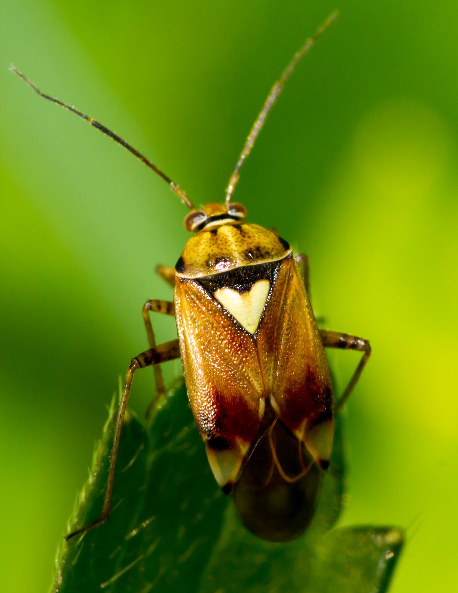 stink bug with white triangle on abdomen