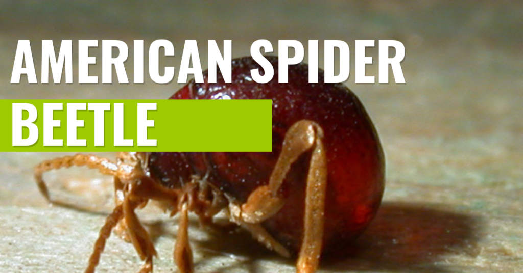 american spider beetle title image