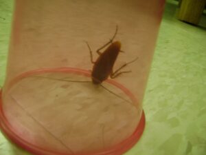 A cockroach caught in a jar
