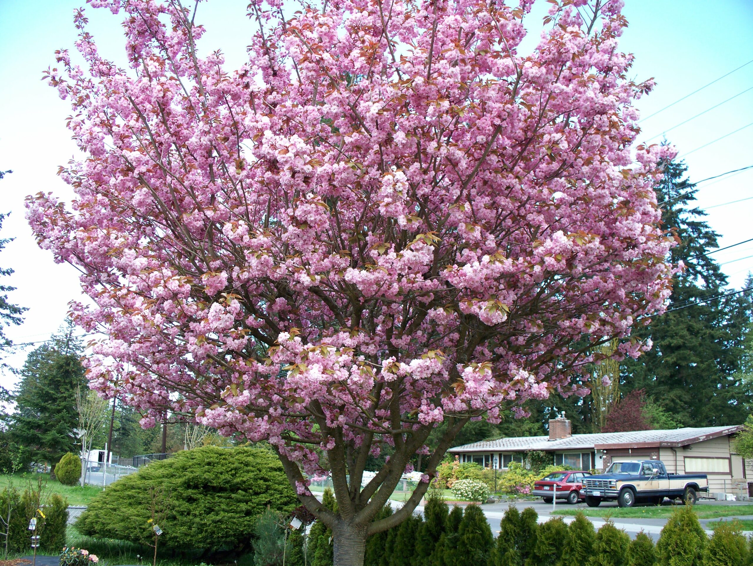 cherry-tree-blossuming