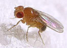 close-up-of-fruit-fly