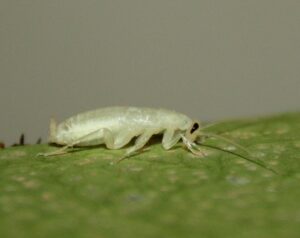 Closeup of a Cockroach