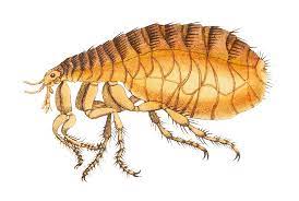 detailed-drawing-of-a-flea