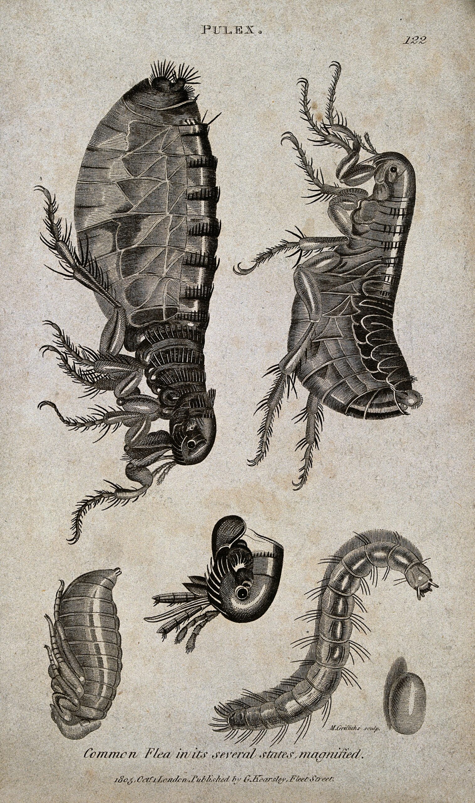 different-flea-species