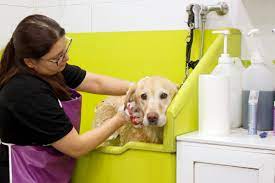 dog-having-flea-treatment