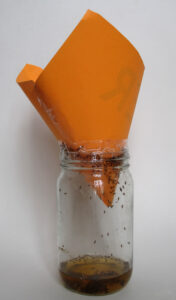 fruit fly paper cone trap