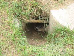 ground-hog-in-a-burrow