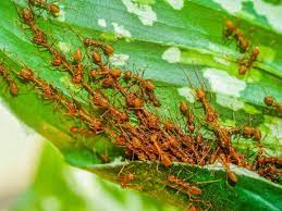 group-of-ants-on-leaf