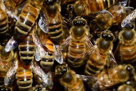 A honey bee swarm