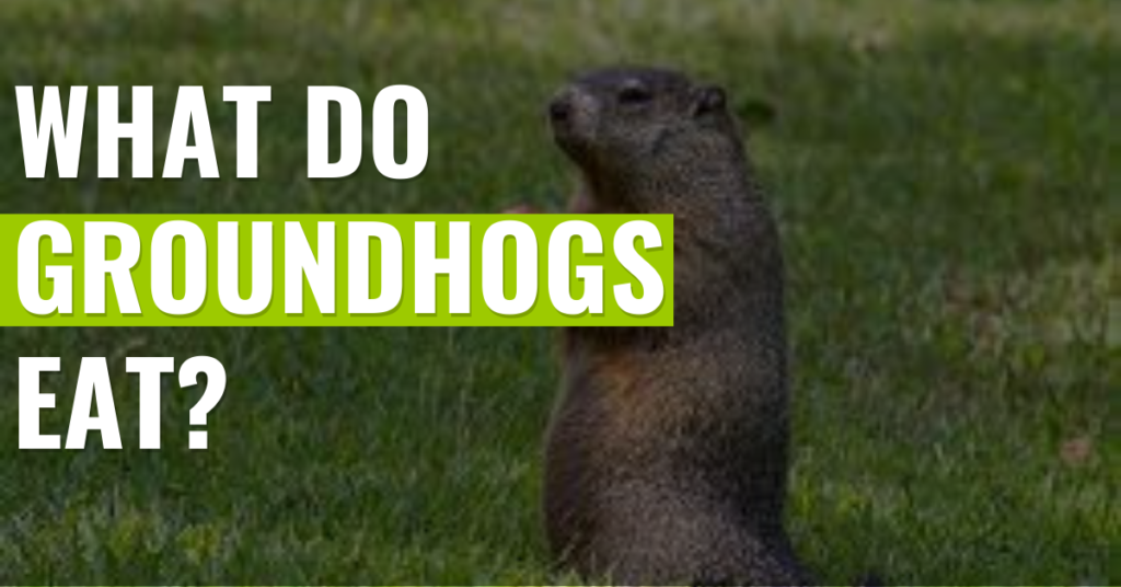 what-do-ground-hogs-eat