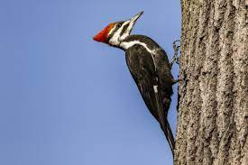 woodpecker-holding-on-tree